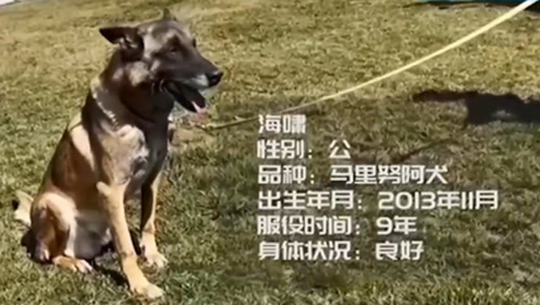 云南39只准搜救犬考编失败，寻找领养家庭的温暖怀抱_精选解释