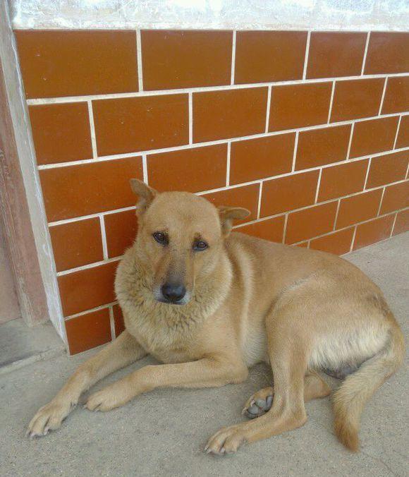 泰国忠犬拒绝进食随主人一同离世