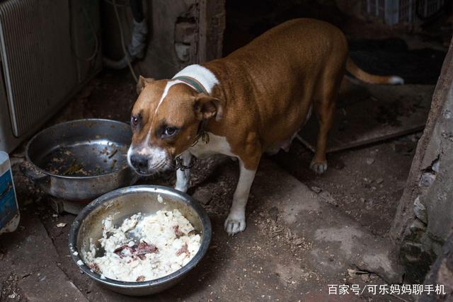 给学生吃狗食桶剩菜