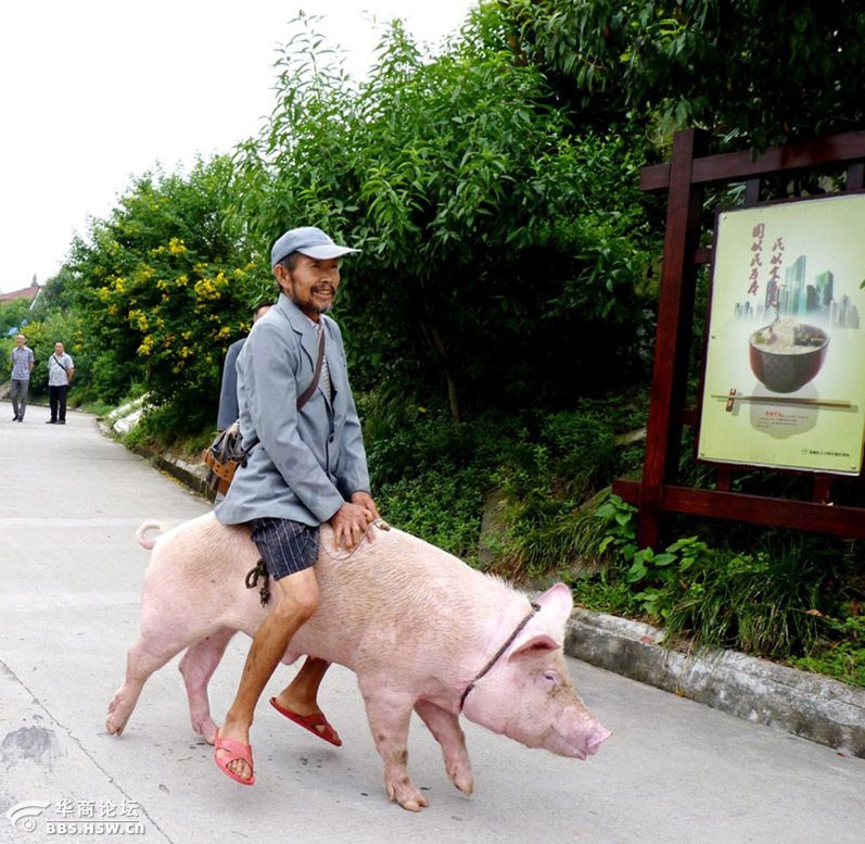 骑猪上路，一场荒诞而独特的冒险之旅