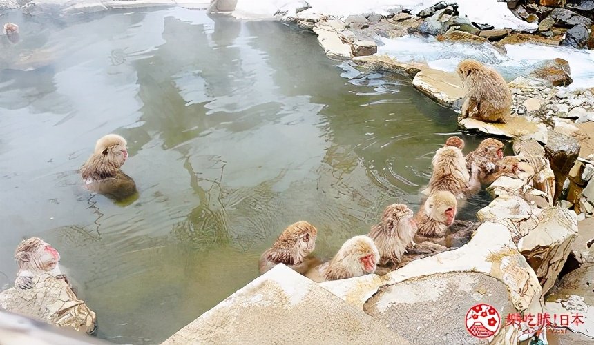 景区回应猴子拖家带口泡温泉