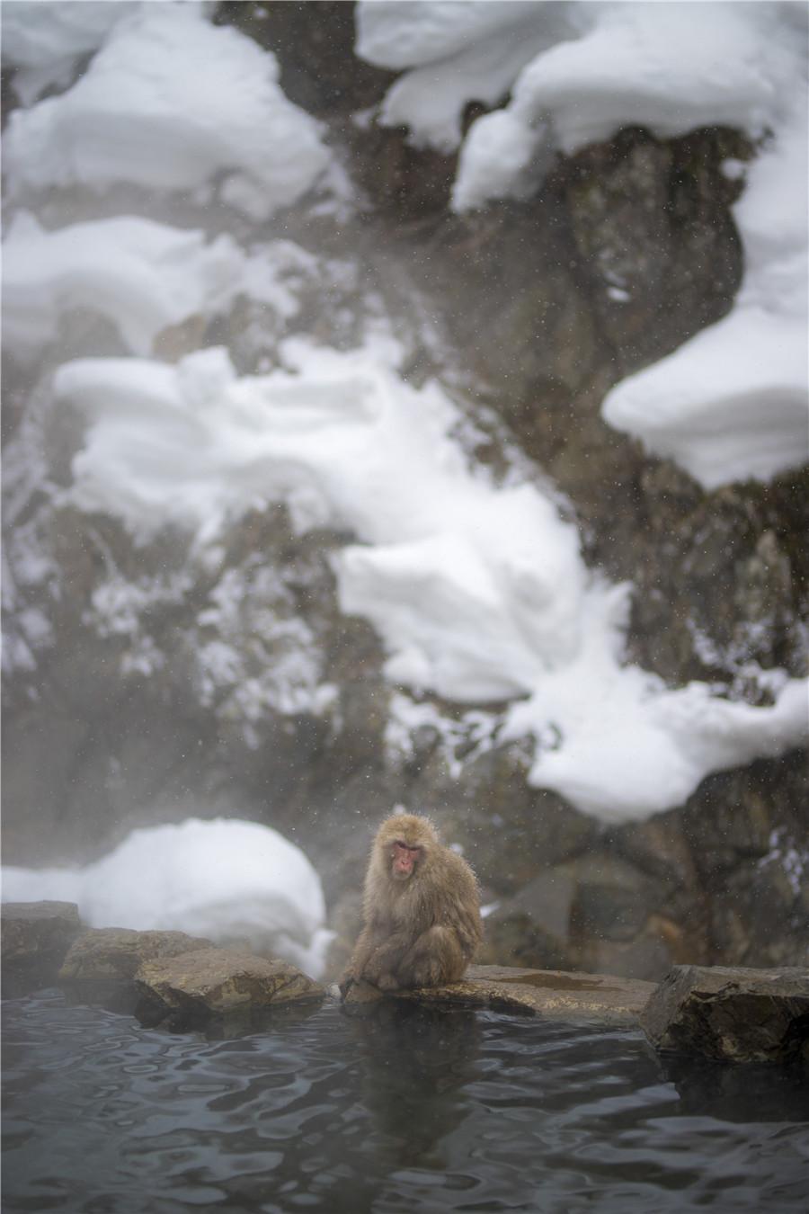 猴子下雪泡温泉