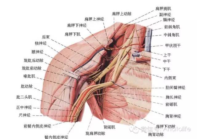 左锁骨下面是什么？解锁人体奥秘的小探究