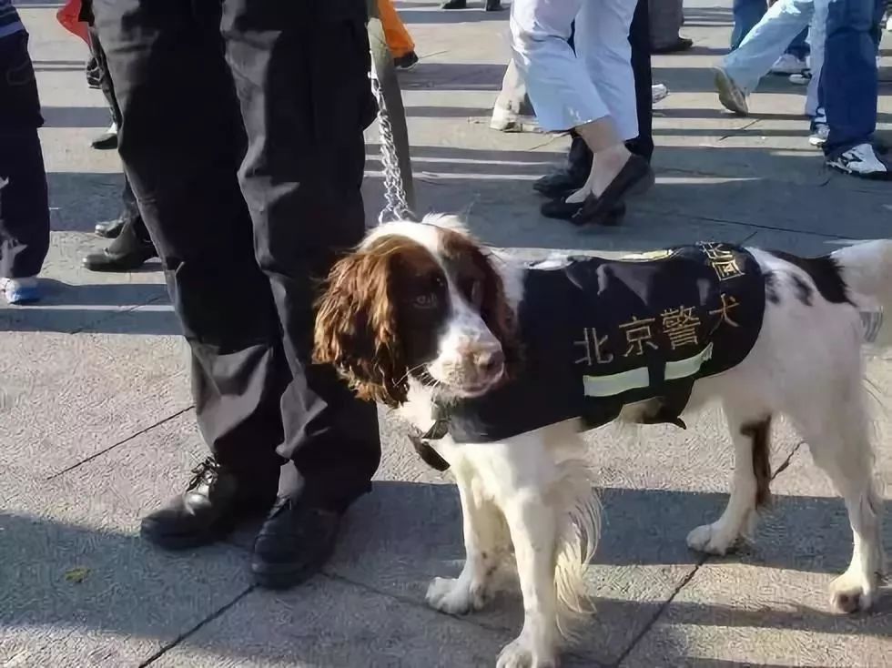 警犬幺幺零连续四周被通报的背后故事