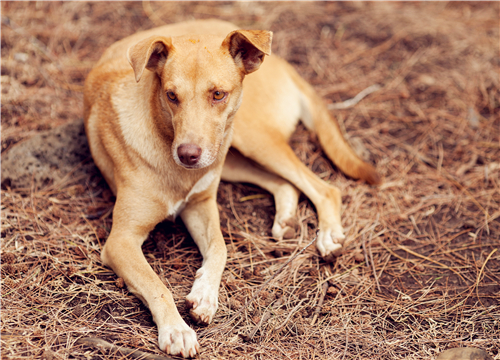 警犬的上班日常，死气沉沉还是四处巡逻？一则通报引发的思考