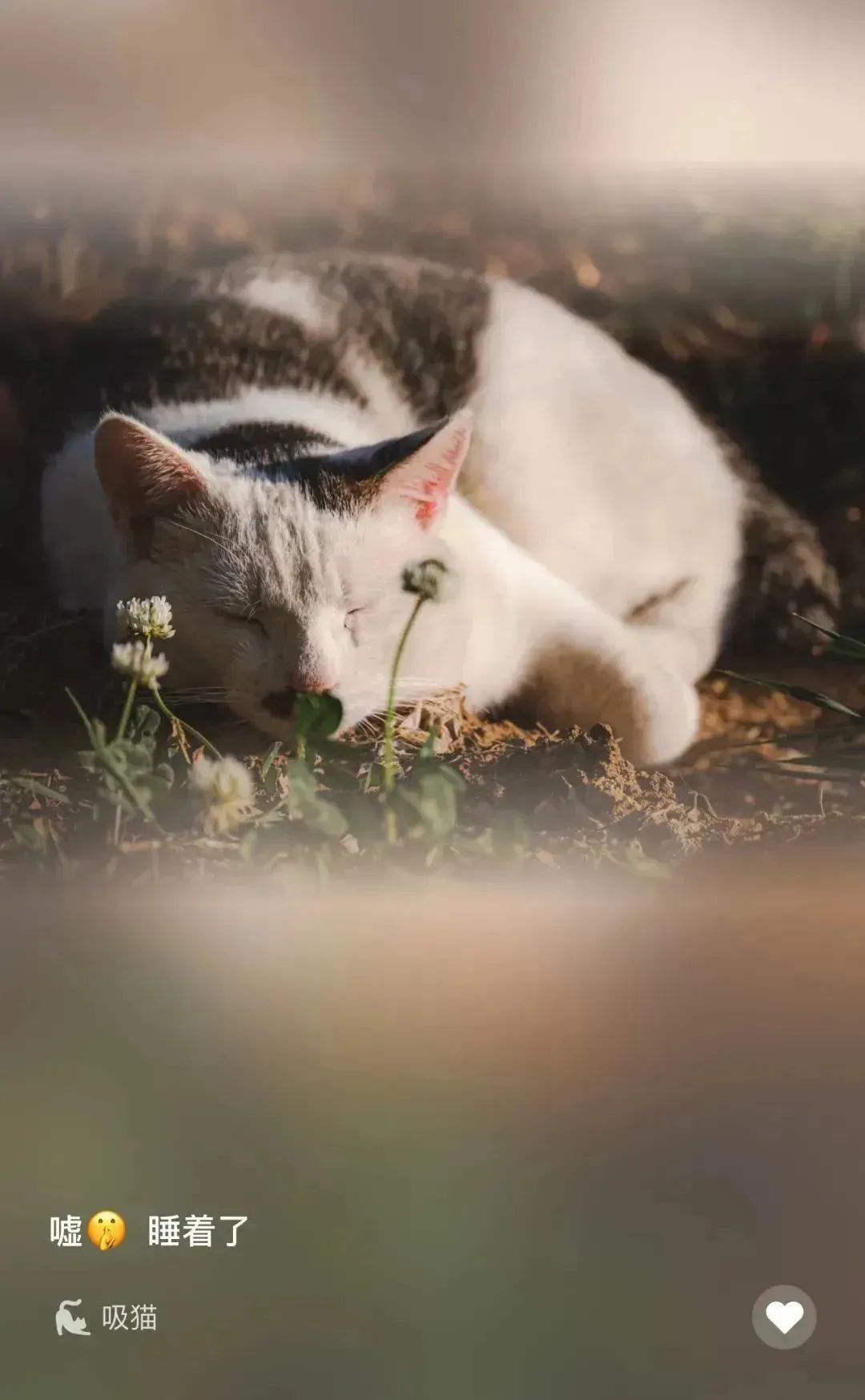 你吸的不是猫，是正能量