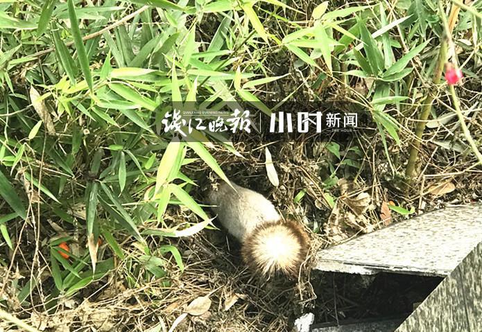 公园惊现罕见白色松鼠，自然奇观下的生态探索与发现