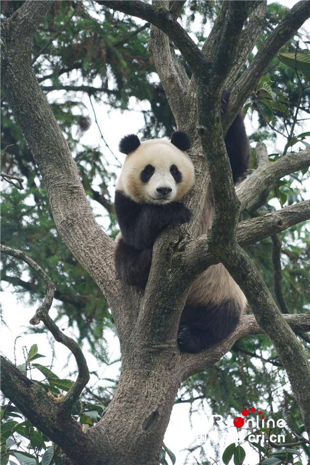 熊猫宝宝吃饭也要和妈妈贴在一起