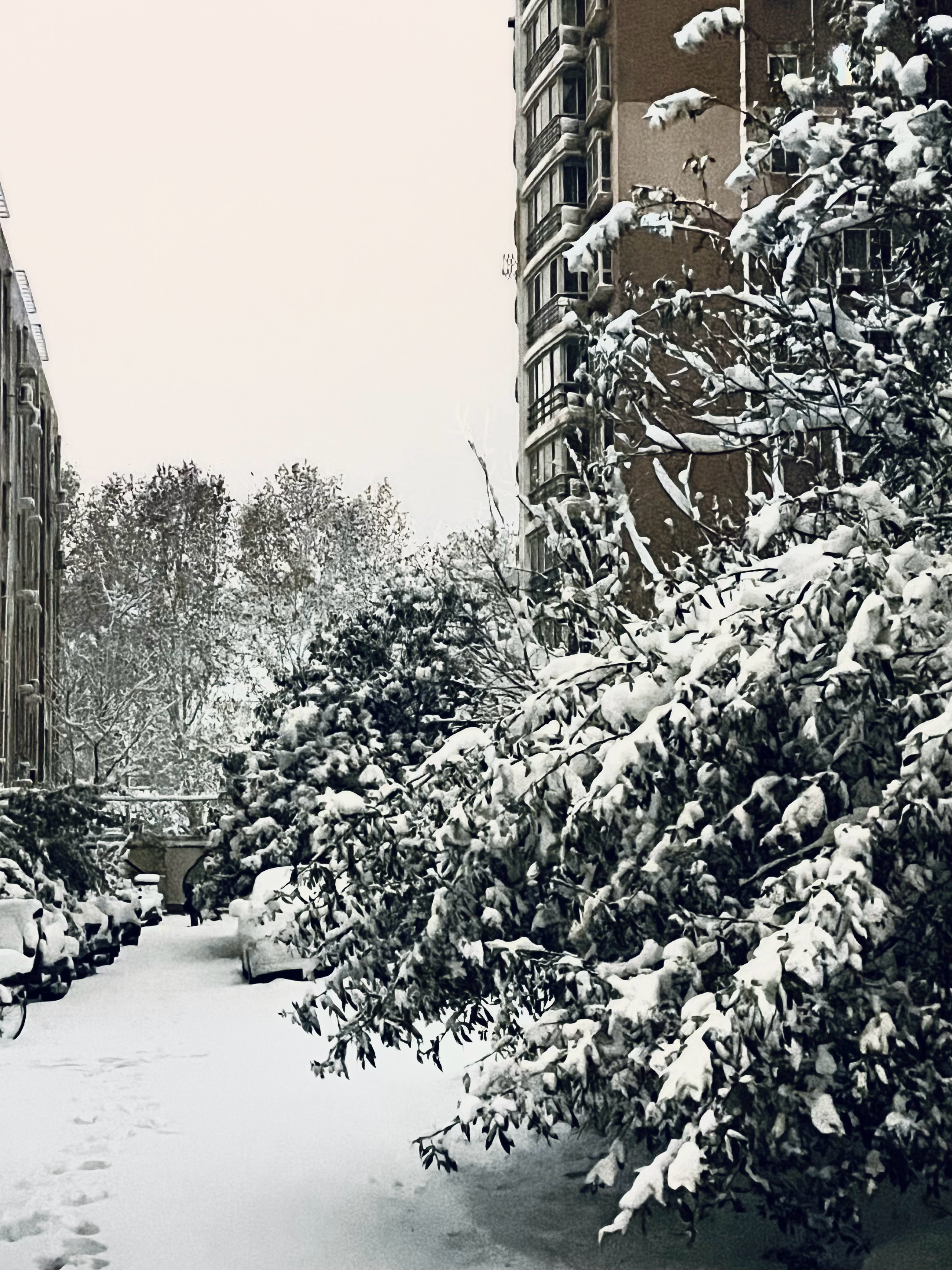 郑州下雪了，一场不期而至的冬日惊喜