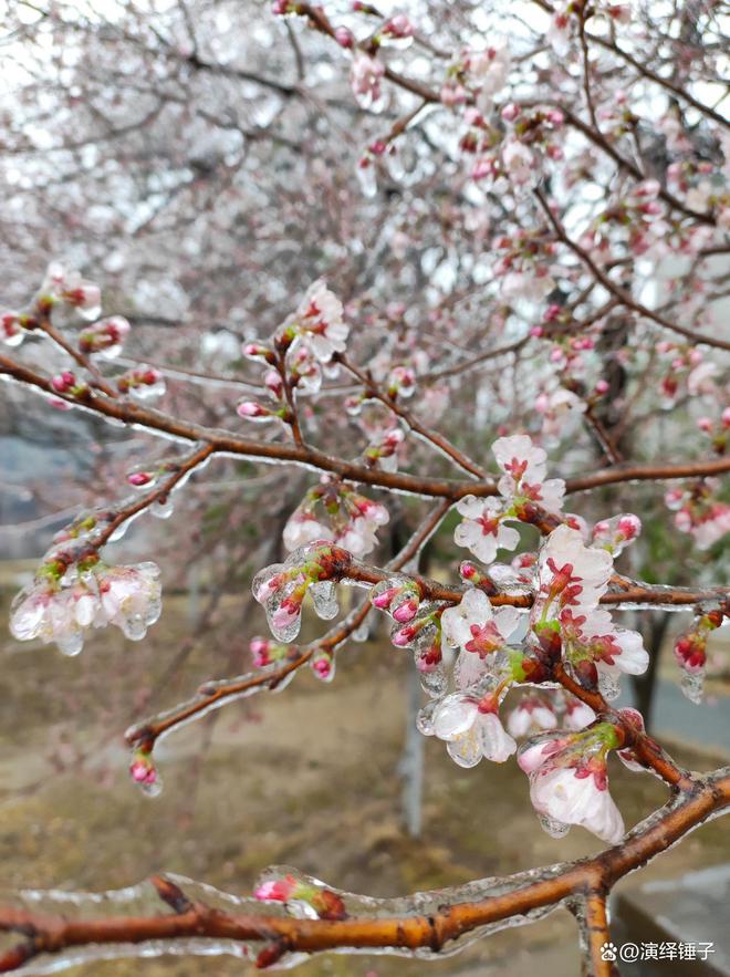 惊！武汉樱花竟变身冰糖葫芦？市民直呼，太甜了！