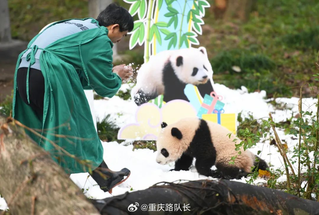 揪心！熊猫莽灿灿突遭意外，伤势牵动千万人心，真相竟是...